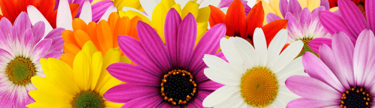 Fimo Blumen & Bl&uuml;ten