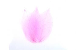 PNP Skelettbl�tter rose