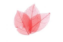 PNP Skelettbl�tter rot