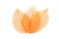 PNP Skelettbl�tter orange