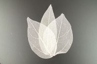 Skelettbl�tter weiss